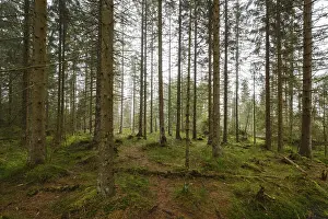 Protected Area Germany Impressions: Forest at the Oderteich, Nebel