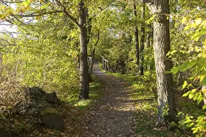 Deserted Forest Track Germany Impressions: Forest path in the evening light