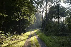Uninhabited Forest Trail Impressions: Forest path, sun, forest, path
