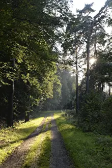 Deserted Forest Road Impressions: Forest path, sun, forest, path