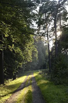 Uninhabited Forest Road Impressions: Forest path, sun, forest, path