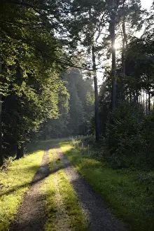 Deserted Forest Road Impressions: Forest path, sun, forest, path