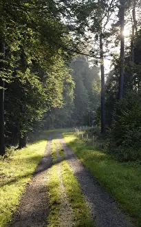 Deserted Forest Road Impressions: Forest path, sun, forest, path