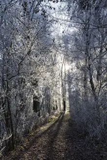 Winter Forest Path Impressions: Forest path in winter