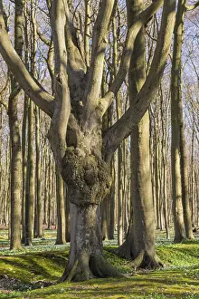 Flowering Landscape Impressions: A forest in spring