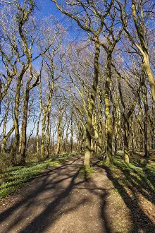 Spring Forest Landscape Impressions: A forest in spring