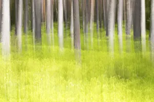 Deserted Spring Scene Impressions: Forest in spring, modified