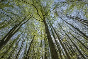 Spring Forest Landscape Impressions: Forest in springtime