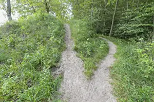 Deserted Forest Track Impressions: Forked forest path, Langenberg