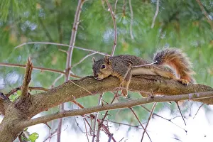 Orange Colored Squirrel Impressions: The fox squirrel (Sciurus niger)
