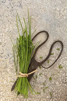 Fresh Herbs Impressions: Fresh chive and scissors from above