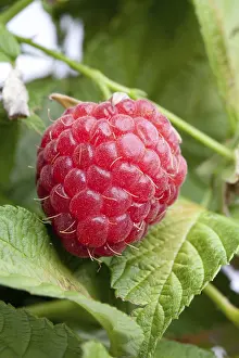 Single Colored Background Impressions: Fresh raspberry