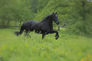 Warmblood Breed Impressions: Friese, ongoing