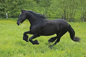 Warmblooded Horses Impressions: Friese, ongoing