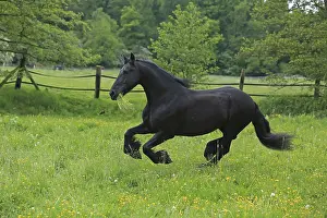 Frisian Horse Breed Impressions: Friese, ongoing