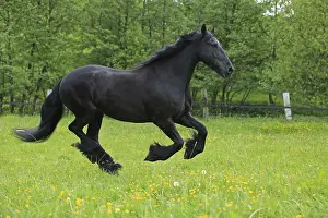 Warmblood Breed Impressions: Friese, ongoing