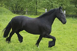 Frisian Horse Breed Impressions: Friese, ongoing