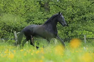 Warmblood Breed Impressions: Friese, ongoing