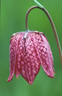 Checkerboard Flower Impressions: Fritillary