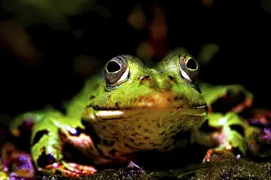 Green Frog Impressions: A frog looking into the camera