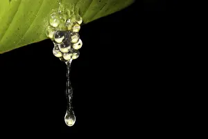 Leaf Detail Impressions: Frog spawn dropping from a leaf
