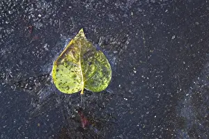 Winter Nature Photography Impressions: Frozen leaf