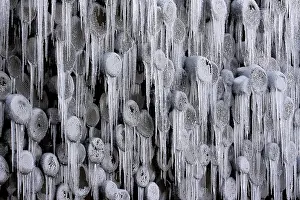 Icicle Close Up Impressions: Frozen stack of logs, icicles