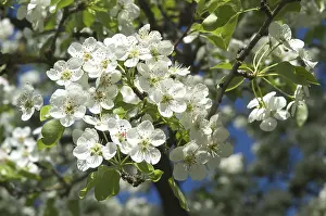 Fruit Tree Bloom Impressions: Fruit tree bloom