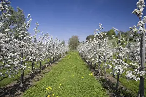 Fruit Tree Pruning Impressions: Fruit tree pruning, fruit trees in bloom
