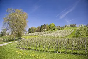 European Flora Botany Impressions: Fruit tree pruning, fruit trees in bloom