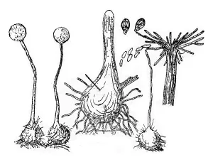 Deserted Mushroom Scene Impressions: Fruiting device (perithecium) of the fungus