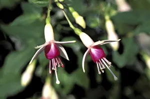 European Garden Impressions: Fuchsia