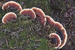 Ganoderma Pfeifferi Impressions: Ganoderma pfeifferi (Ganoderma pfeifferi)