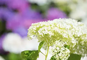 Hydrangea Macrophylla Impressions: Garden hydrangea or bigleaf hydrangea (Hydrangea macrophylla)