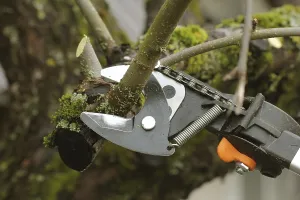 Deciduous Tree Gardening Impressions: Gardener pruning old fruit tree with pruning shears
