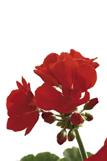 Red Geraniums Impressions: Geraniums, red