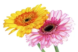 Asteraceae Inflorescence Impressions: Gerbera