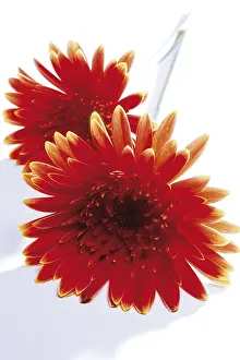 Indoor Plant Care Impressions: Gerbera