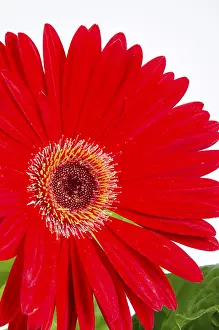 Open Air Blossoms Impressions: Gerbera