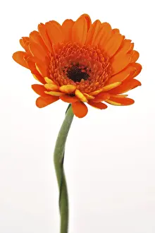 Cut Flower Studio Shot Impressions: Gerbera mini