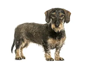 Thoroughbred Dog Head Shot Impressions: German Wirehaired Pointer in front of white background