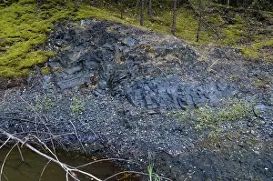 Thuringia Graptolites Impressions: Germany, graptolites, Thuringia