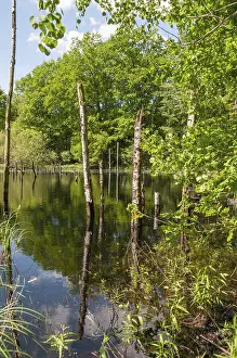 Thuringia Nature Reserve Impressions: Germany, Greiz, Struth, Thuringia