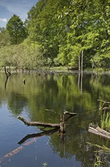 Thuringia Nature Reserve Impressions: Germany, Greiz, Struth, Thuringia