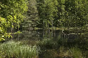 Thuringia Landscape Impressions: Germany, Greiz, Struth, Thuringia