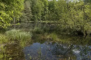 Nature Conservation Area Impressions: Germany, Greiz, Struth, Thuringia