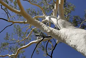 Australian Flora And Fauna Impressions: Top of a Ghost Tree (Eucalyptus)