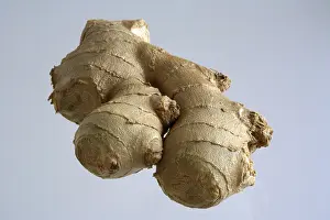 Fresh Ginger Impressions: Ginger