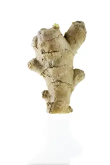 Ginger Root Impressions: Ginger Root (Zingiberaceae)