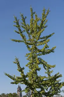 German Cathedral Architecture Impressions: Ginkgo tree in front of a cloudless sky